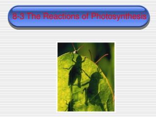 8-3 The Reactions of Photosynthesis