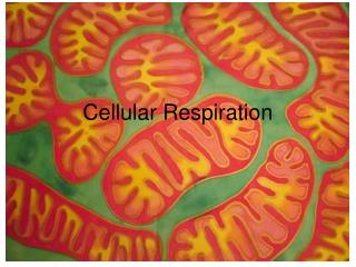 Cellular Respiration