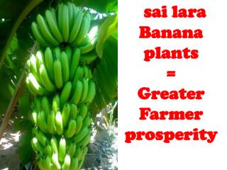 sai lara Banana plants = Greater Farmer prosperity