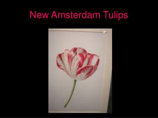 New Amsterdam Tulips