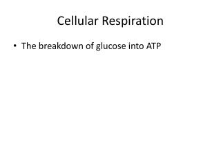 Cellular Respiration