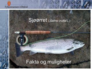 Sjøørret ( Salmo trutta L.)
