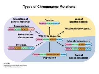 Types of Chromosome Mutations