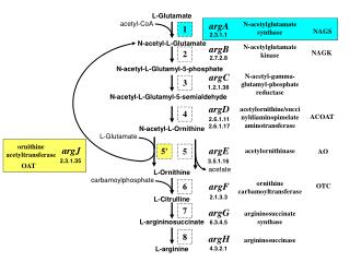 L-Glutamate