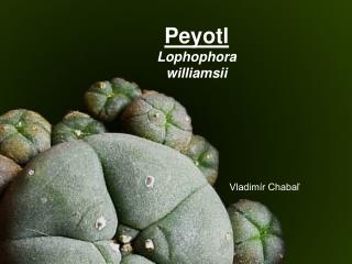 Peyotl Lophophora williamsii
