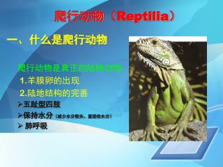 爬行 动物 （ Reptilia ）