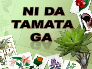 NI DA TAMATA GA
