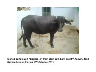 Cloned buffalo calf ‘ Garima- II’ from stem cell, born on 22 nd August, 2010