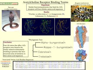 Acetylcholine Receptor Binding Toxins