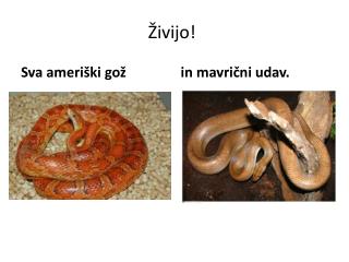 Živijo!