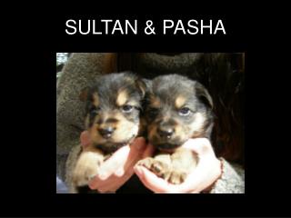 SULTAN &amp; PASHA