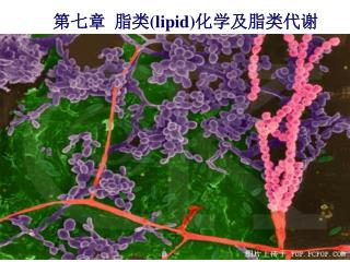 第七章  脂类( lipid) 化学及脂类代谢