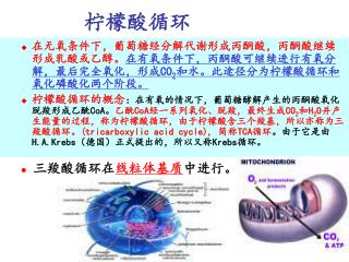 柠檬酸循环