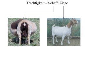 Trächtigkeit – Schaf/ Ziege