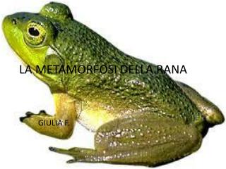 LA METAMORFOSI DELLA RANA