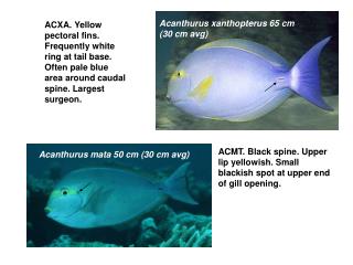 ACDU Acanthurus dussumieri