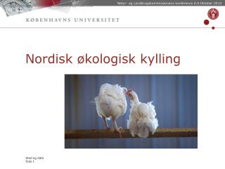 Nordisk økologisk kylling