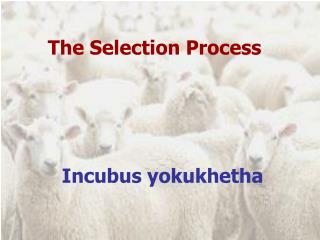 The Selection Process