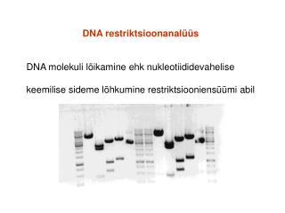 DNA restriktsioonanalüüs