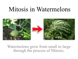 Mitosis in Watermelons