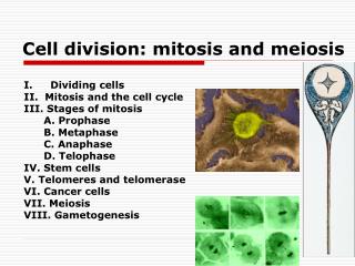 Cell division: mitosis and meiosis