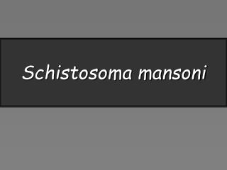 Schistosoma mansoni
