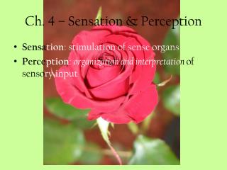Ch. 4 – Sensation &amp; Perception