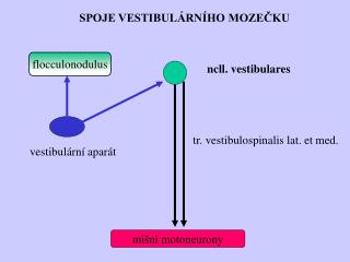 flocculonodulus