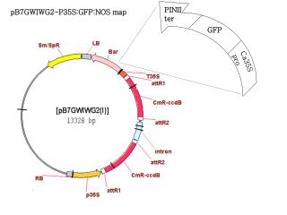 pB7GWIWG2-P35S:GFP:NOS map