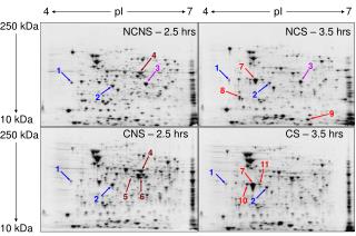 NCNS – 2.5 hrs