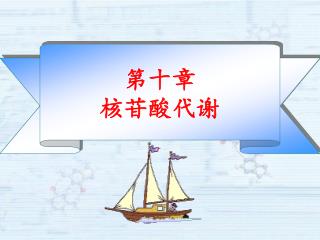 第十章 核苷酸代谢