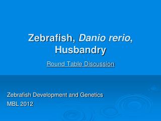 Zebrafish , Danio rerio , Husbandry