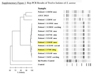 Supplementary Figure 1 : Rep-PCR Results of Twelve Isolates of S. aureus