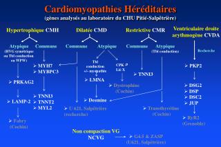 Cardiomyopathies Héréditaires (gènes analysés au laboratoire du CHU Pitié-Salpêtrière)