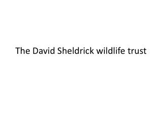 The David Sheldrick wildlife trust