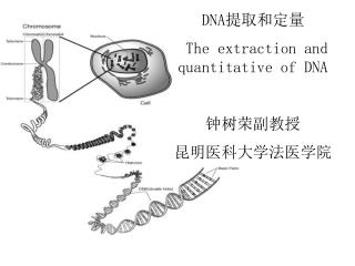 DNA 提取和定量 The extraction and quantitative of DNA 钟树荣副教授 昆明医科大学法医学院