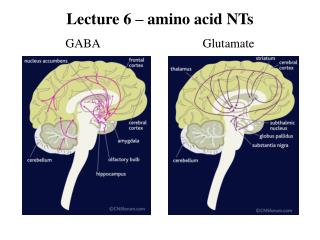 Lecture 6 – amino acid NTs GABA Glutamate