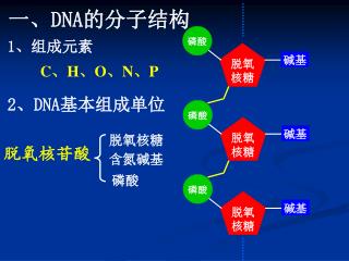 2 、 DNA 基本组成单位