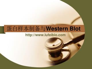 蛋白样本制备与 Western Blot