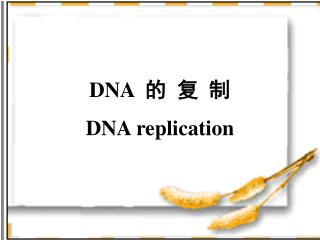 DNA 的 复 制 DNA replication