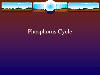 Phosphorus Cycle