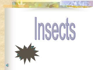 Insects