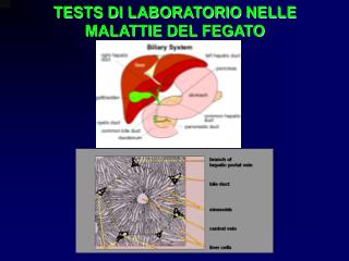 TESTS DI LABORATORIO NELLE MALATTIE DEL FEGATO