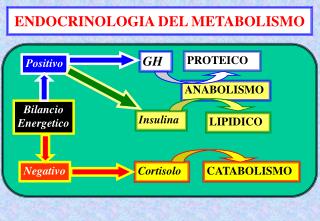 ENDOCRINOLOGIA DEL METABOLISMO