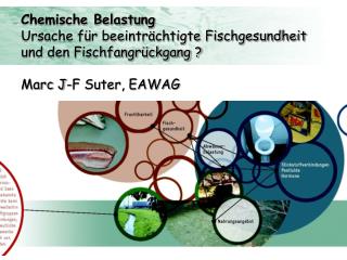 Chemische Belastung Ursache für beeinträchtigte Fischgesundheit und den Fischfangrückgang ?