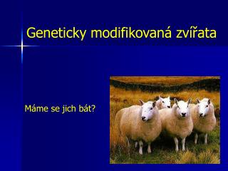 Geneticky modifikovaná zvířata