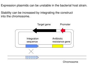 Target gene