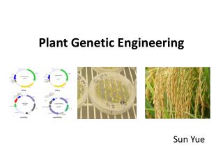 Plant Genetic Engineering