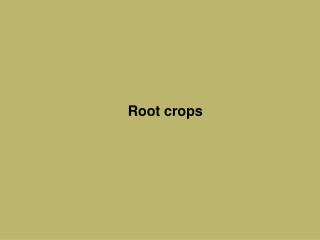 Root crops