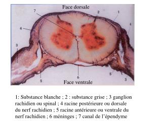 Face dorsale